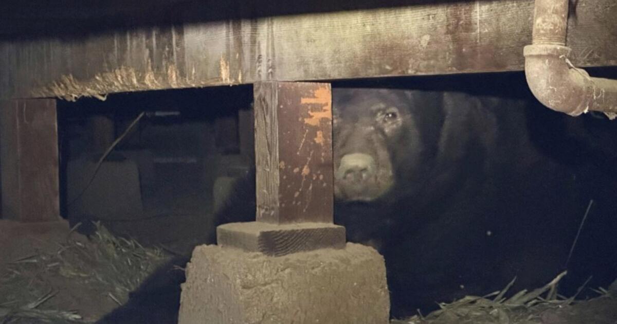 Les défenseurs veulent 15 millions de dollars pour nous aider à coexister avec les loups, les ours et les pumas