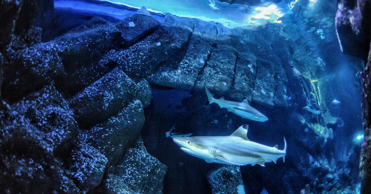 Les requins sont réputés pour leurs dents redoutables, mais l'acidification des océans pourrait les affaiblir