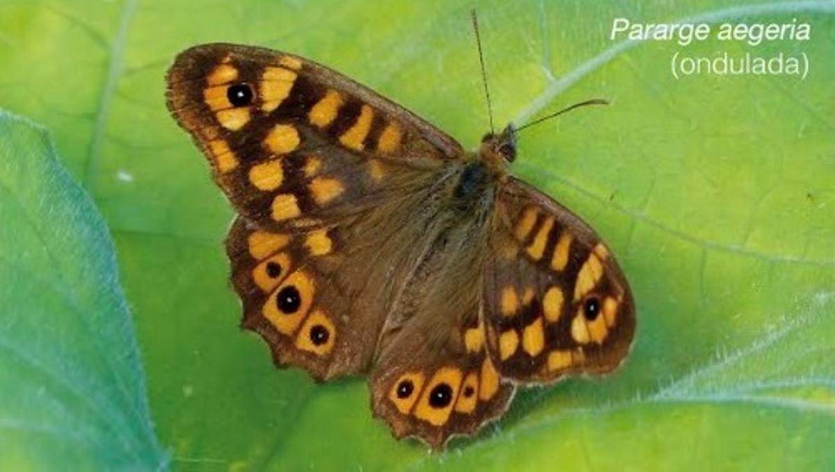 Photographie de la mariposa Pararge aegeria (ondulada).