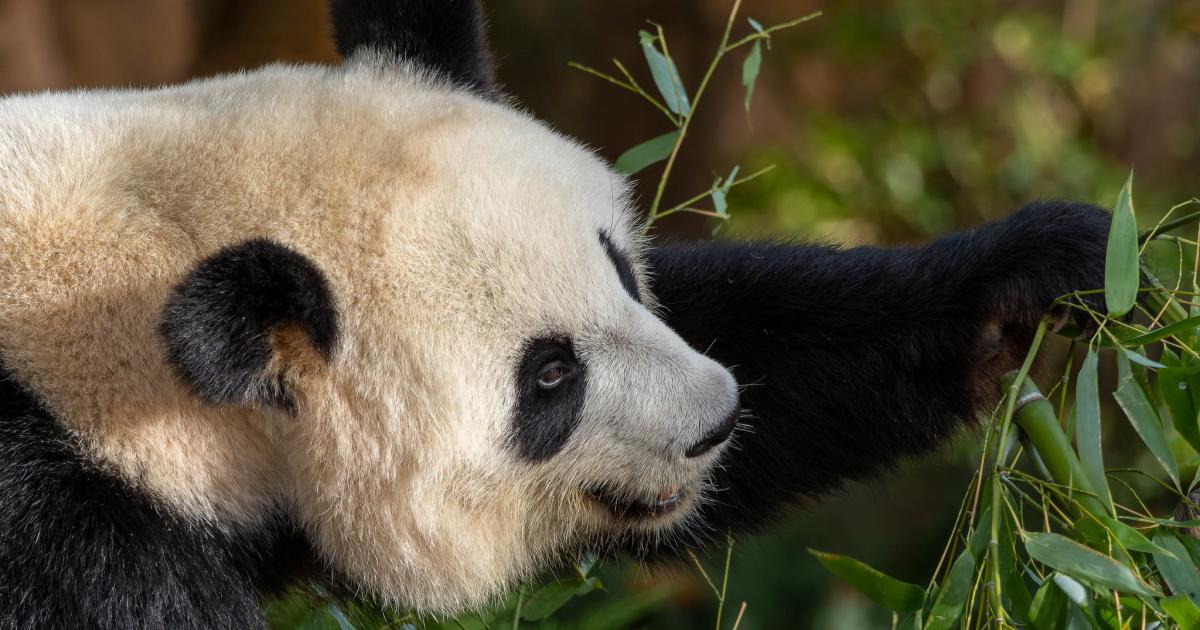 Protéger les « processus » de la biodiversité – pas seulement les pandas