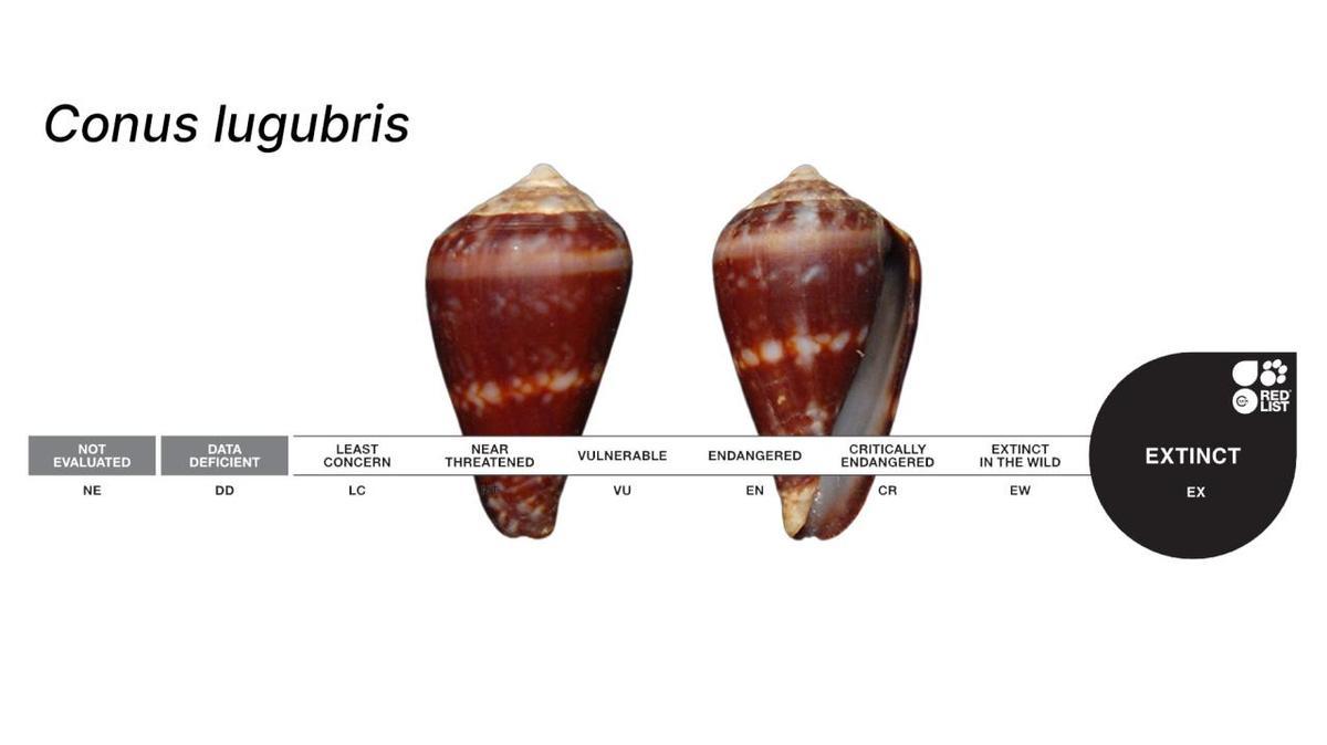 Le caracol marin 'Conus lugubris', également désaparé pour toujours