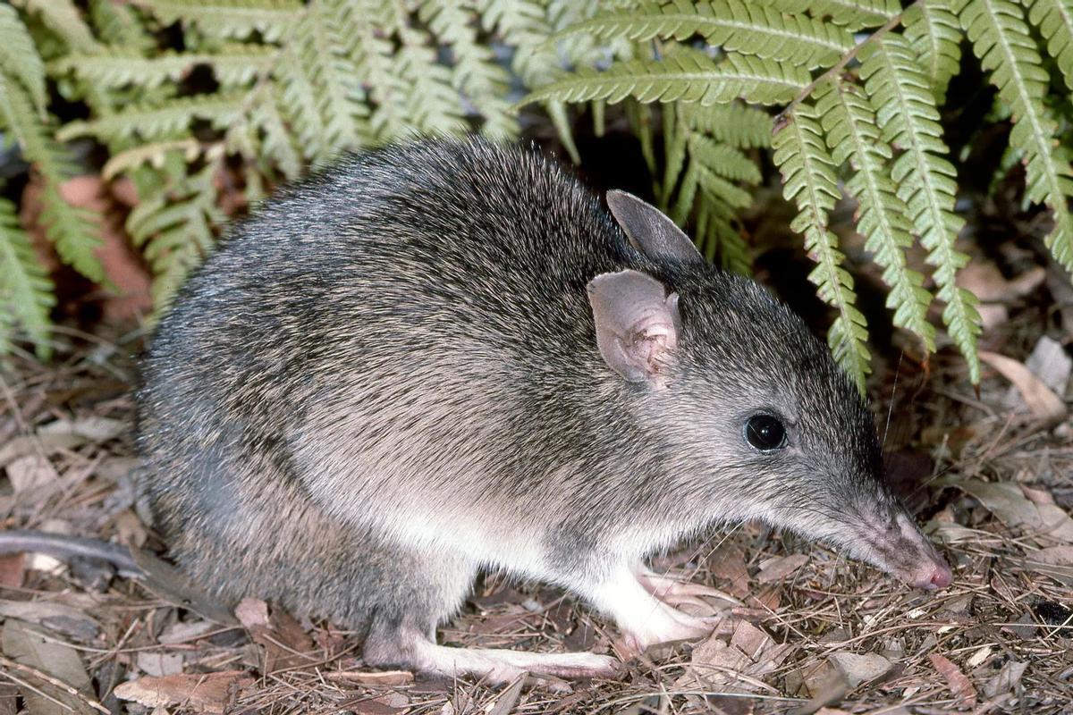 Trois espèces de bandicut ont été déclarées disparues en 2025