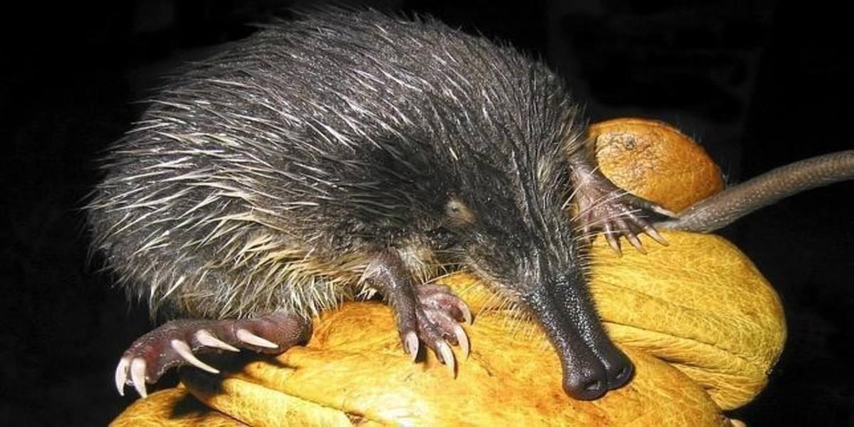 Des hommes ibériques, qui ne sont pas vulnérables au risque d'extinction