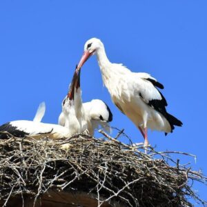 CIGÜEÑA ESPÈCES EN PELIGRO | La baisse de la cigarette blanche : la population a baissé de 20 % en Espagne depuis 2014
