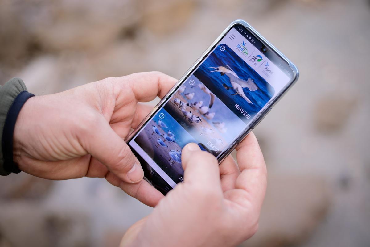 App ICAO de SEO:BirdLife pour enregistrer les hallazgos des marinas orilladas.