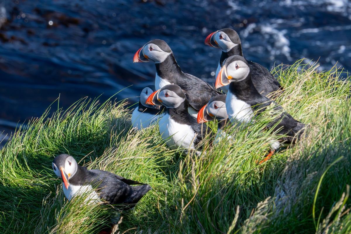 Un groupe de fragiles.