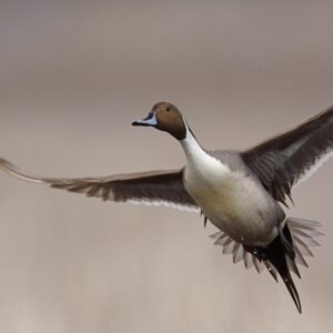 DESAPARICIÓN AVES GRANDES | Confirmé : les grandes choses disparaissent de la planète et sont remplacées par de petites espèces