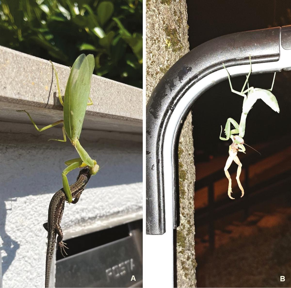 Mantis gigantes dévorant un lagartija (izquierda) et une rana (derecha)