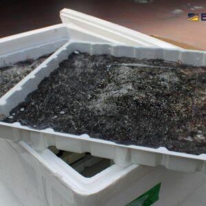 ESPÈCES EN PÉLIGRO D'EXTINCIÓN