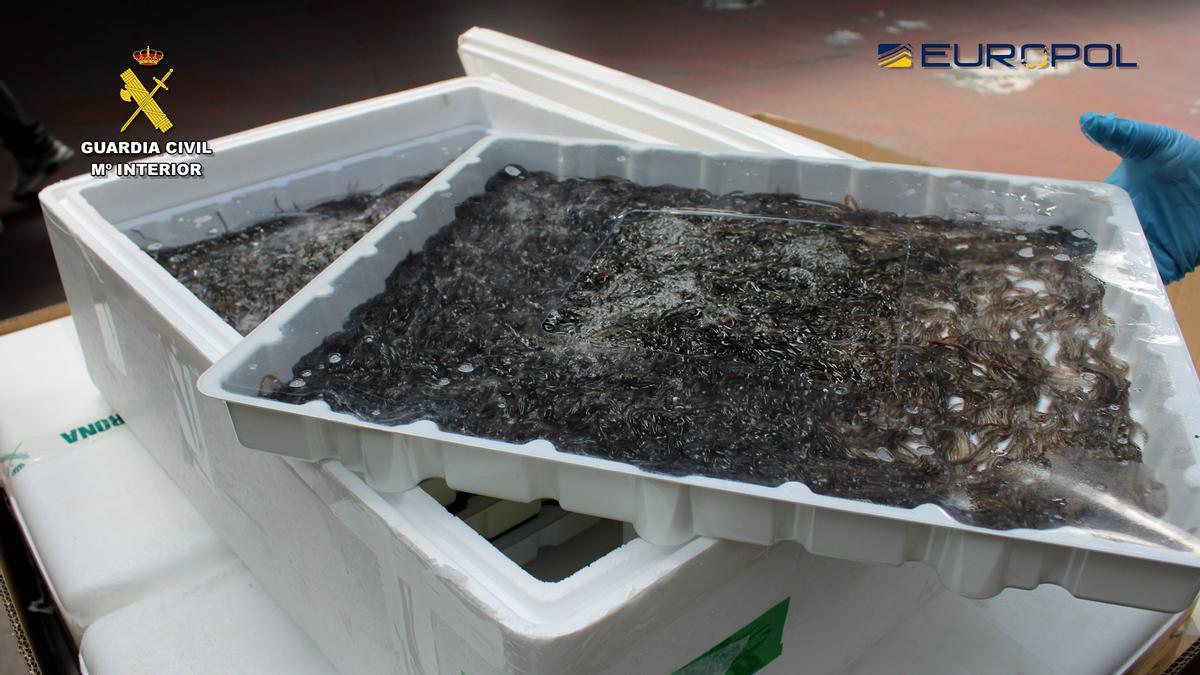 Angles incautadas sur le cadre de l'opération "Lac"en 2025.