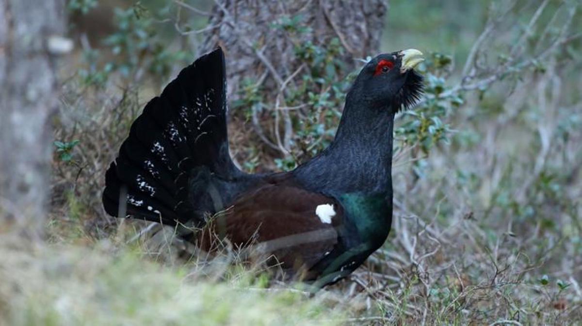Un exemple d'urogallo.