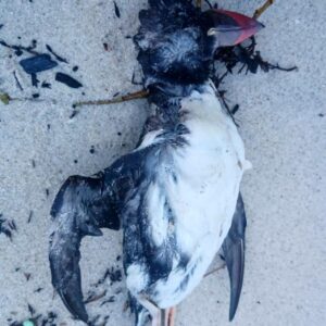 TEMPORALES AVES MUERTAS | Les borrascas dejan cientos de aves marinas muertas y malheridas dans le nord de l'Espagne