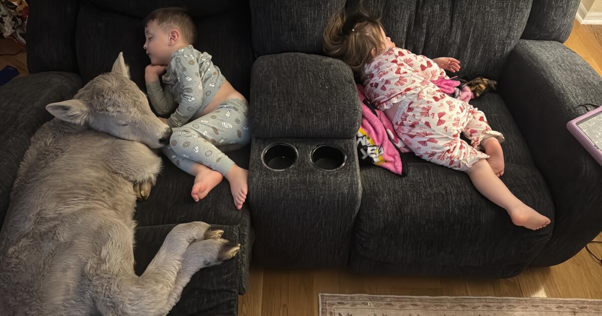 Un veau nouveau-né luttant dans un congélateur ramené à l'intérieur pour se blottir sur un canapé