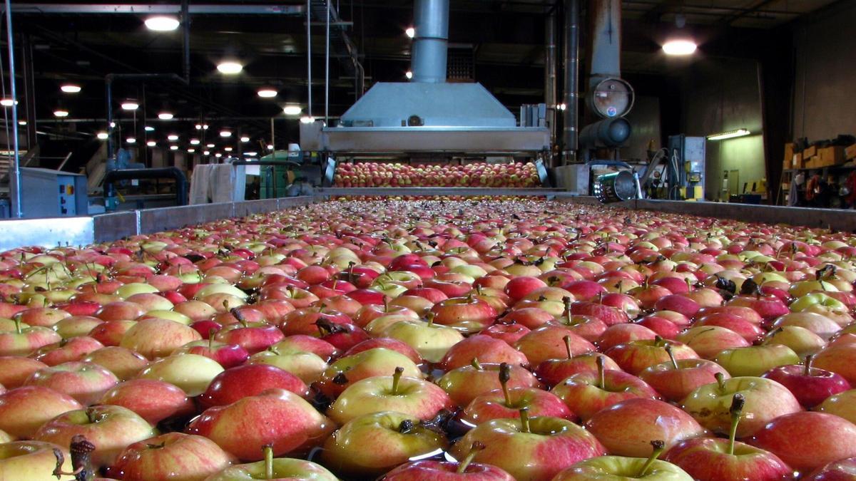 Lavado de manzanas dans une usine
