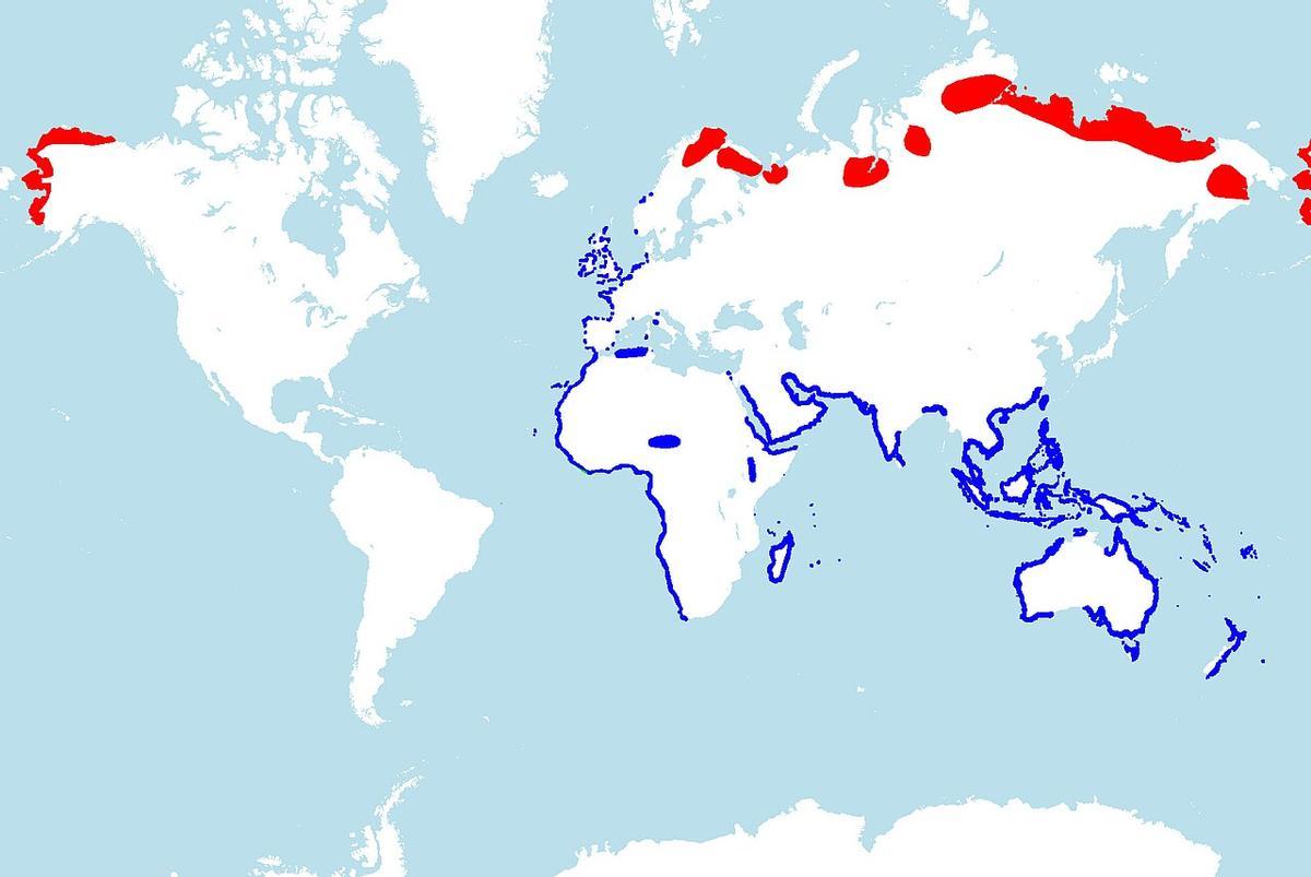 En rouge, zones de cría de l'espèce ; en bleu, zones d'hiver