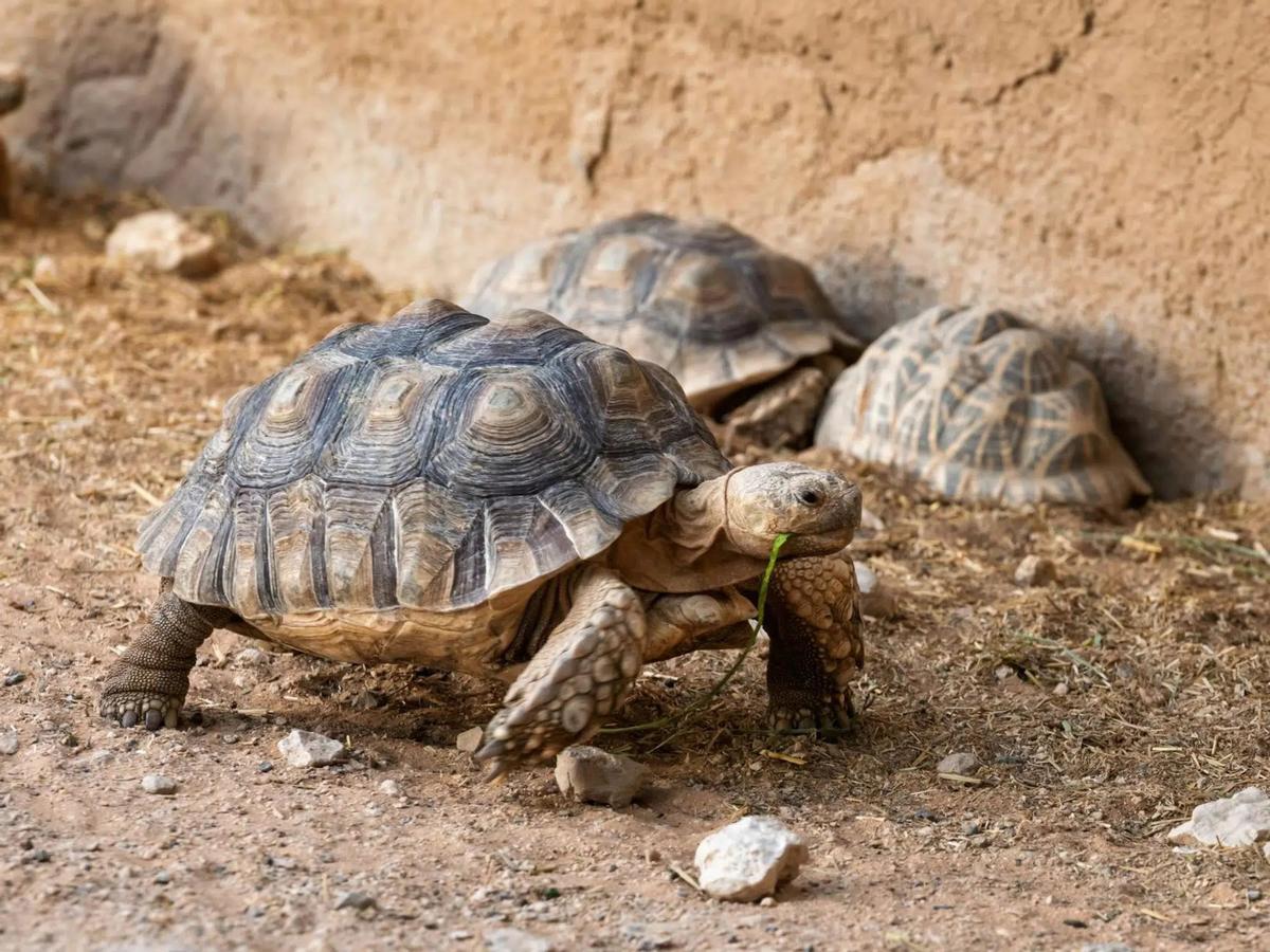 Les tortues sont des espèces protégées et nécessitent une autorisation