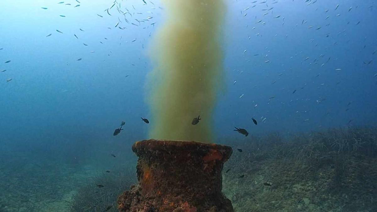 Vertido contaminant dans la zone de posidonie de Majorque