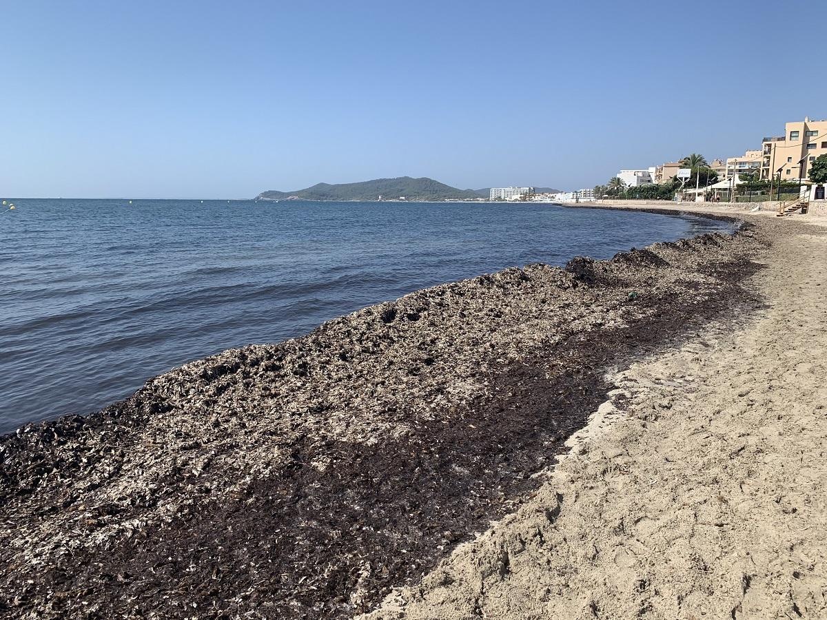 Posidonia seca déposée sur l'orille d'une plage