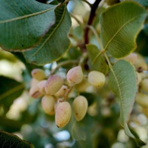 Romualdo a déjà fait son travail pour se consacrer à la culture de la pistache : « Lo veo muy bueno, tremendamente bueno »