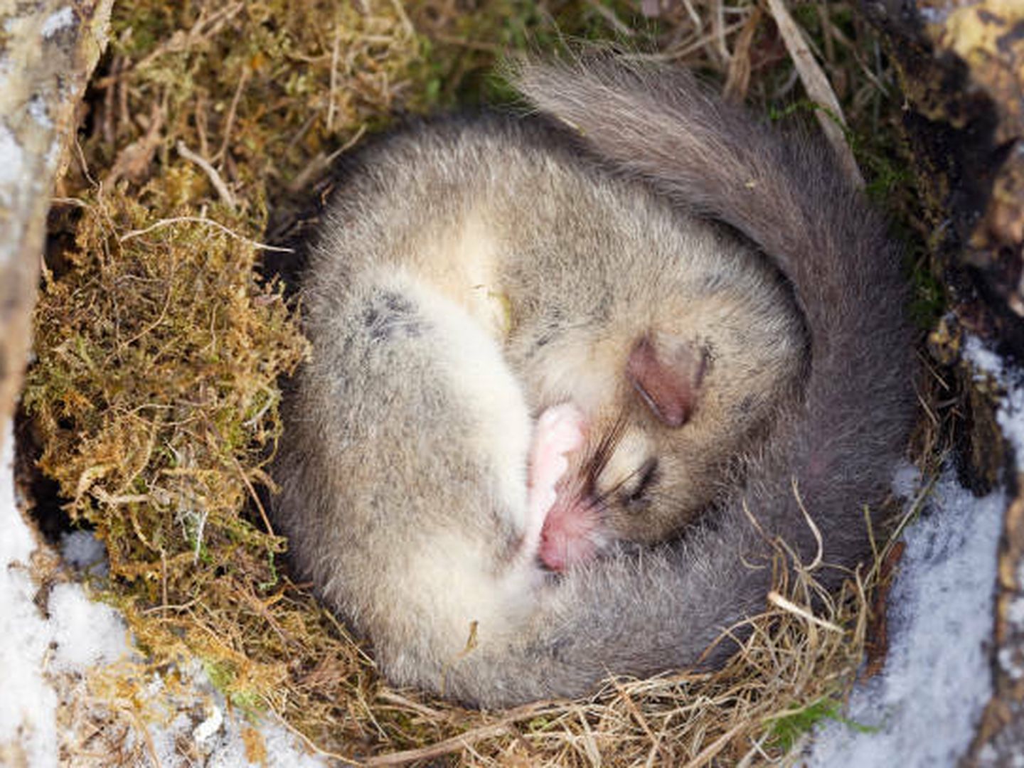 Loir gris hibernant dans son terrier. (iStock)