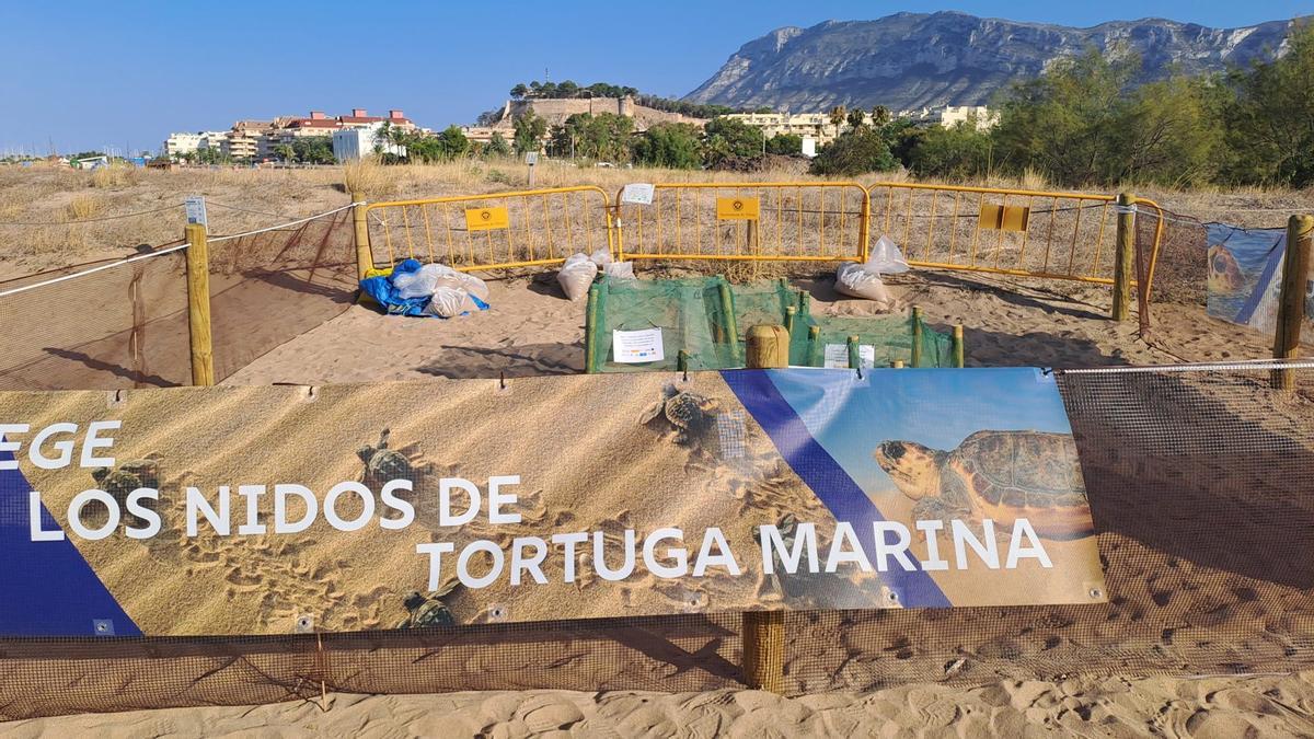 Punto de puesta de huevos d'una tortuga marina sur la playa, à Denia