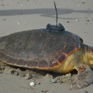 VIAJE MARINA DE TORTUGA | L'incroyable viaje de Diana, la tortue marina qui viajó depuis Ceuta jusqu'aux Caribes
