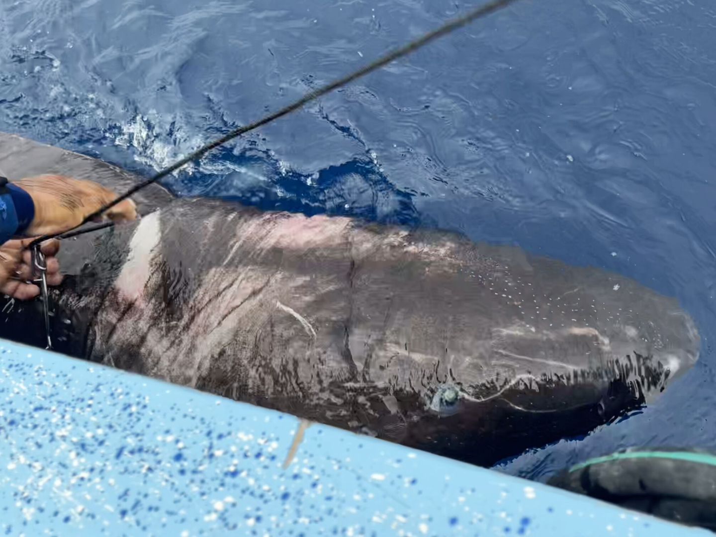 Le requin boréal capturé dans les Caraïbes (EFE/FIU)  