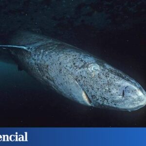 Obsédé par la longévité ? Cet animal impressionnant vit plus d'un demi-millénaire