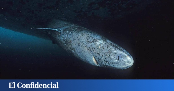 Obsédé par la longévité ? Cet animal impressionnant vit plus d'un demi-millénaire