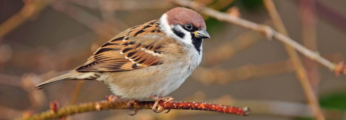 Gorrión Molinero, également présent en Espagne