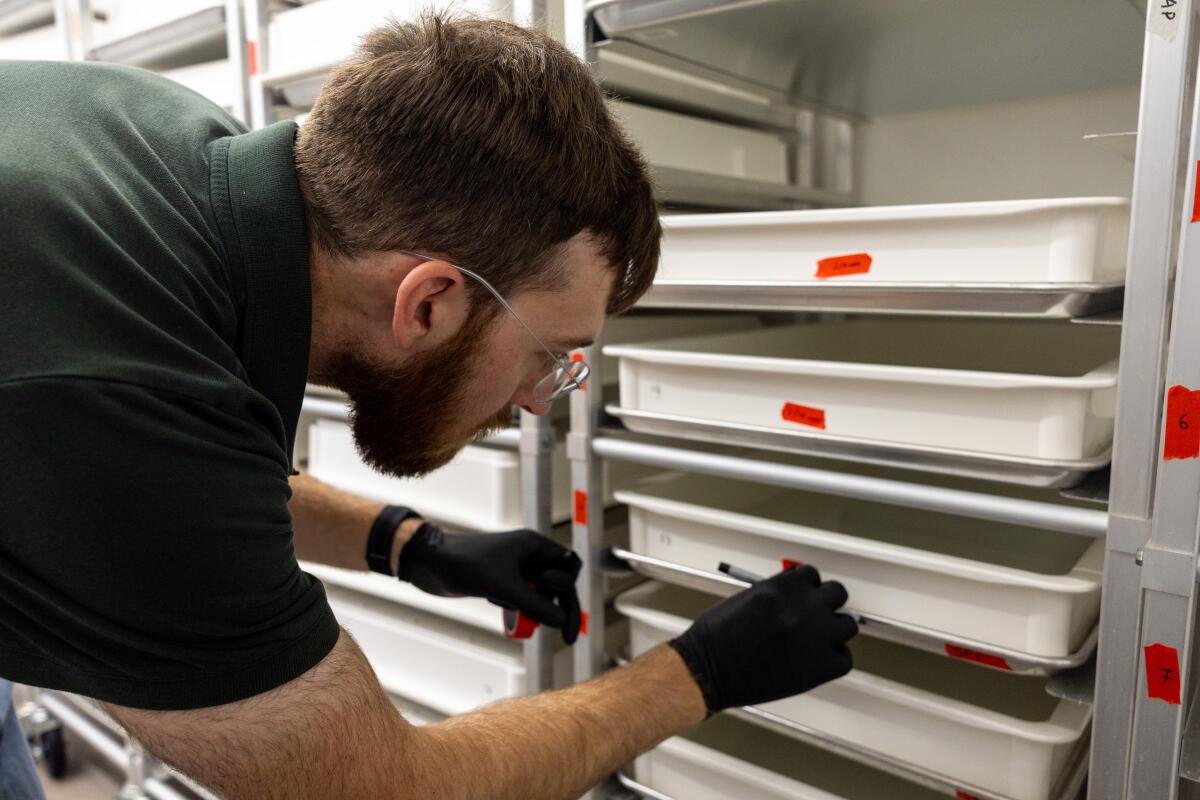 Nicolas Tremblay, écologiste vecteur senior, pose du ruban adhésif sur des plateaux remplis d'eau à l'insectarium Pacoima. 