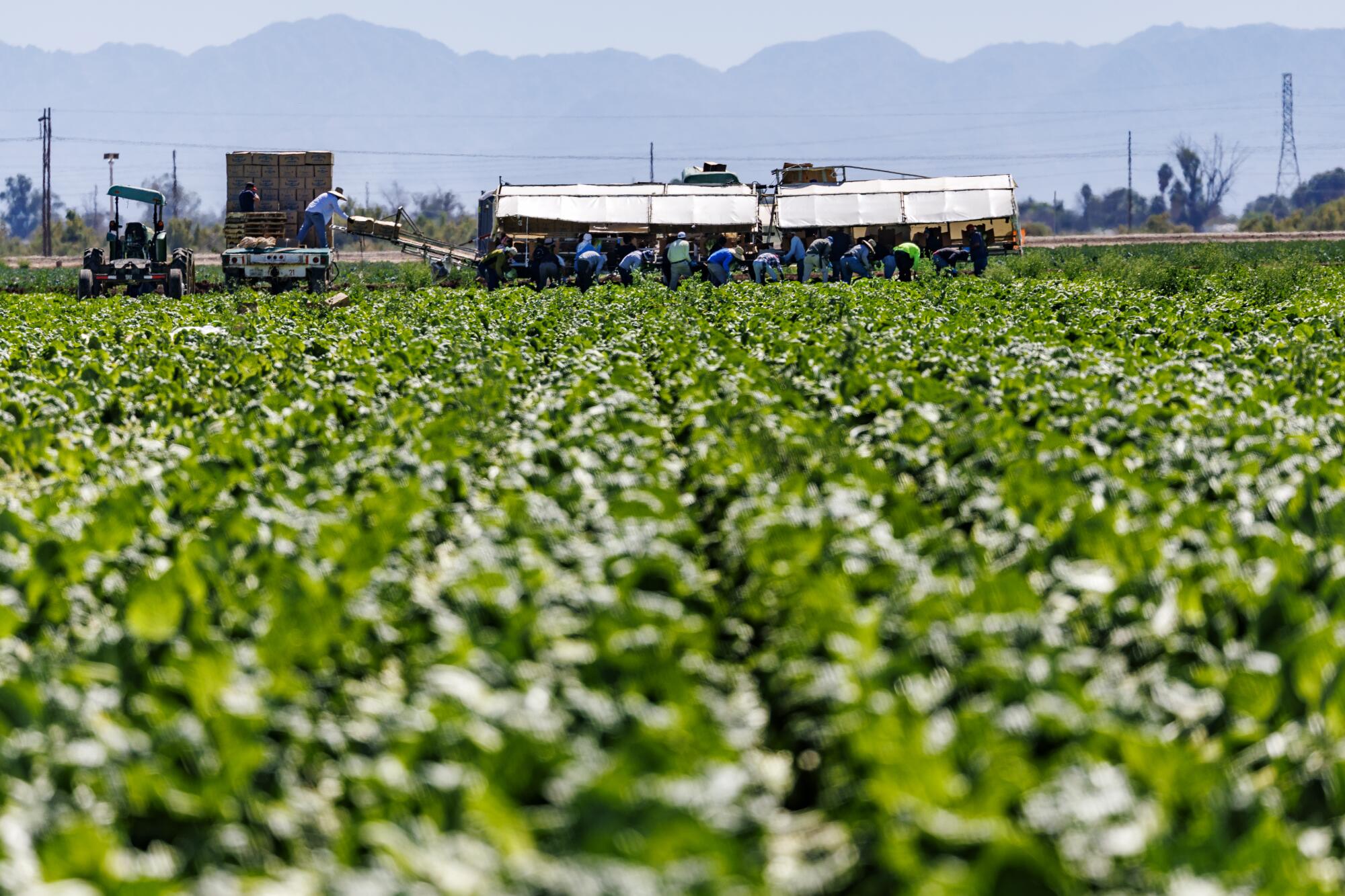 Les ouvriers agricoles peinent dans la chaleur de midi pour cueillir des légumes à Imperial. 