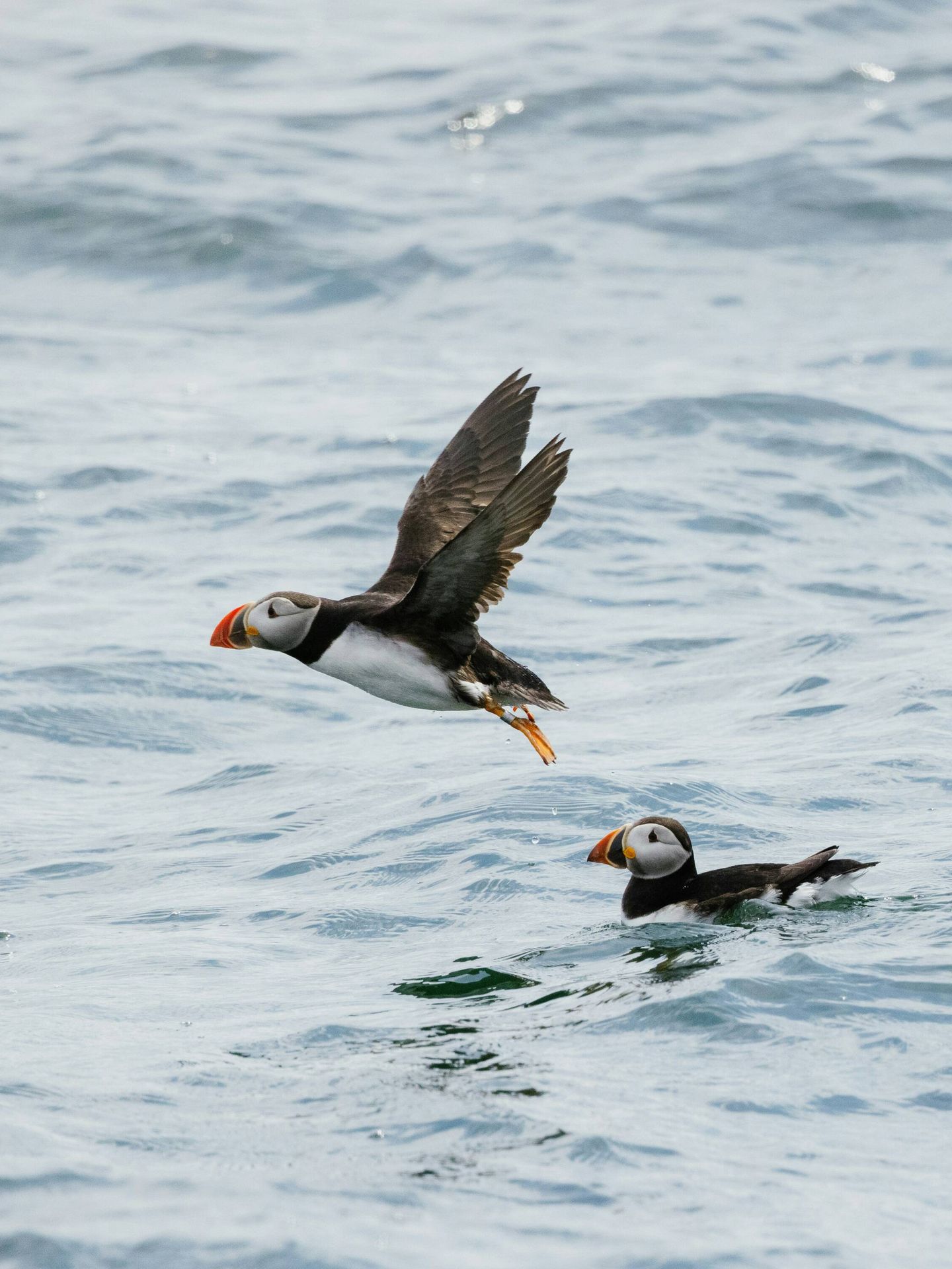 Une paire de macareux dans la mer. (Mark Olsen/Unsplash)