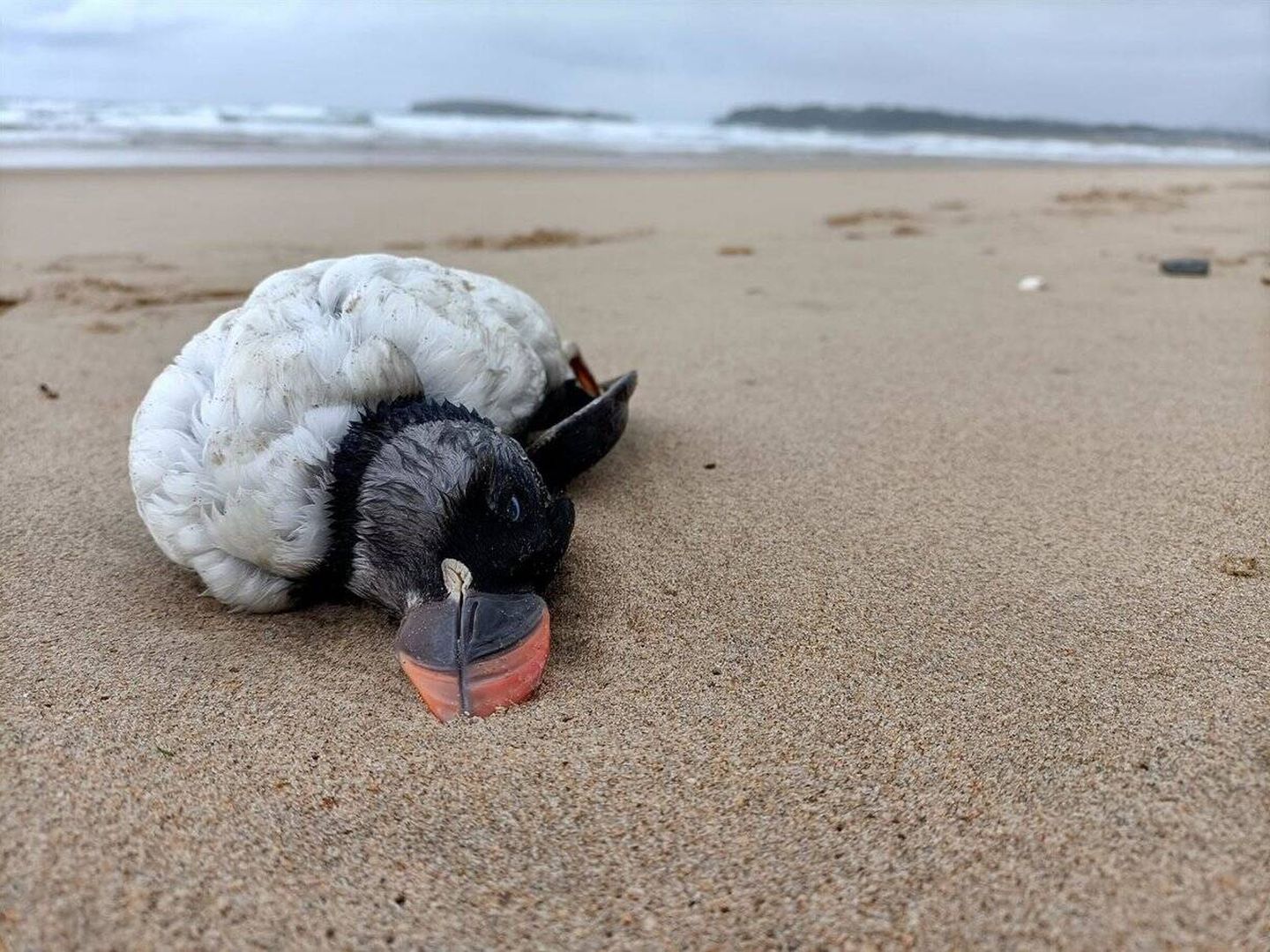 Macareux mort sur une plage cantabrique. (A. Benito SEO/BirdLife)