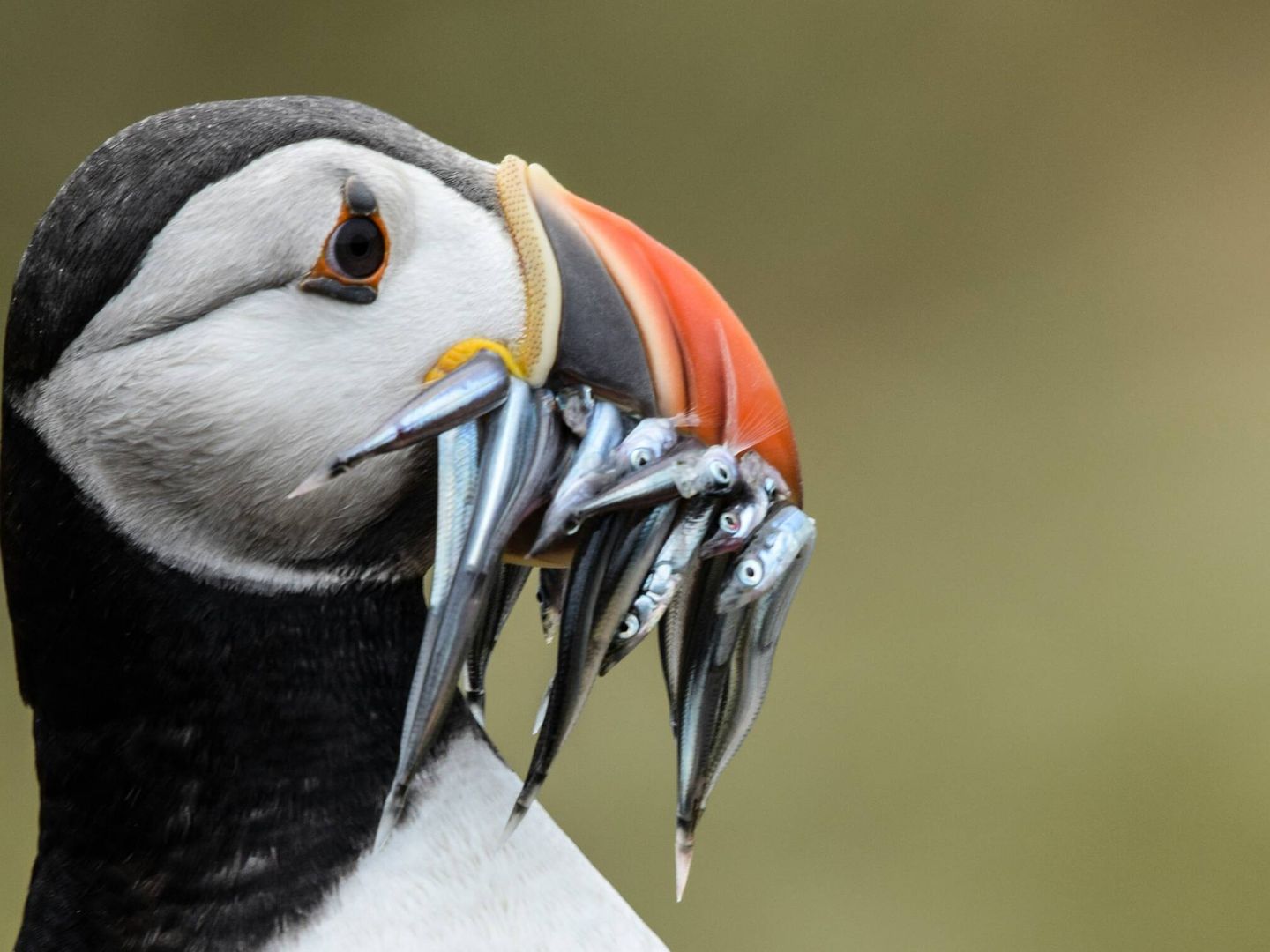 Les macareux se nourrissent exclusivement de poisson. (Glen Hooper/Unsplash)