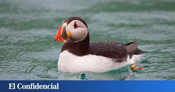 Pourquoi tant de macareux morts sont-ils apparus sur les plages de la mer Cantabrique ?