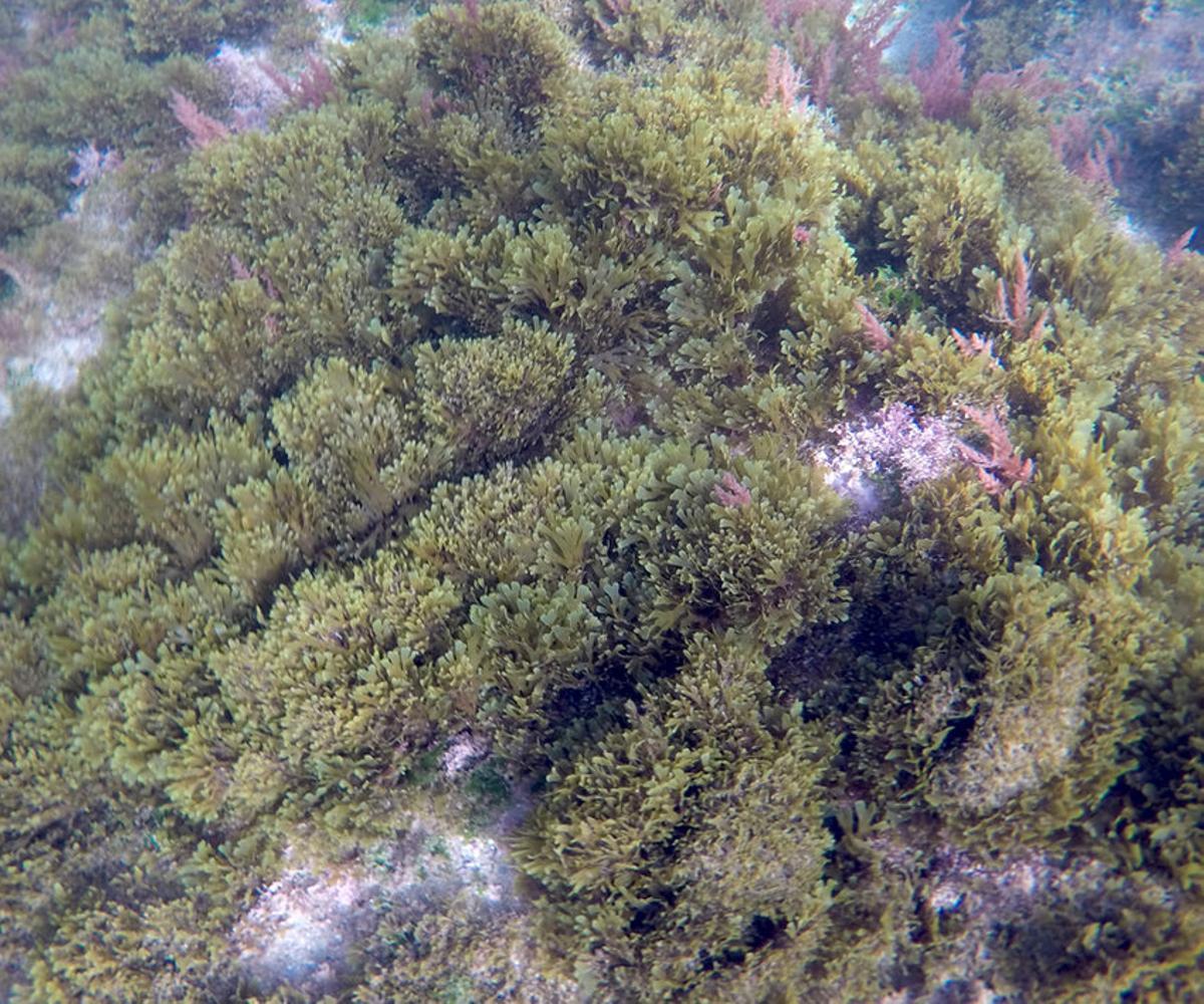 Exemple d'une algue dans le fond de la Méditerranée