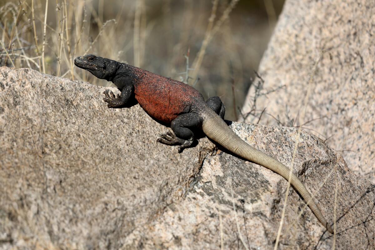 Un lézard chuckwalla se prélasse sur un rocher dans les montagnes Pinto.