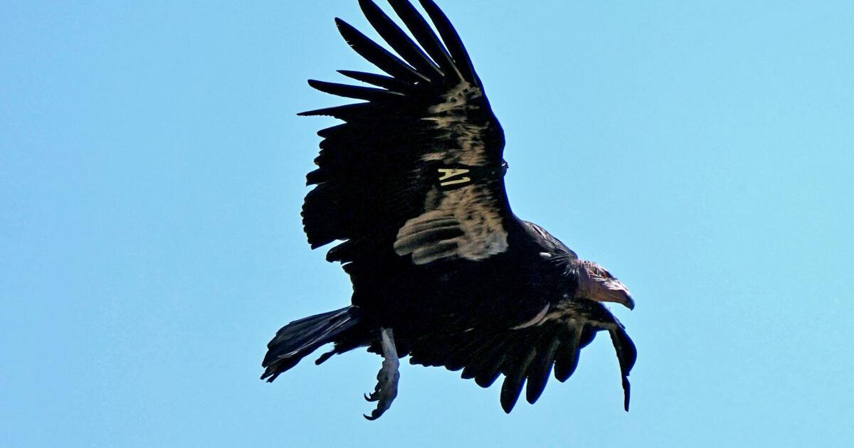 Ce couple de condors s'occupe peut-être de son premier œuf en Californie du Nord depuis un siècle