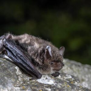 Deux murciélagos d'une espèce menacée réapparaissent dans un parc naturel de Gérone
