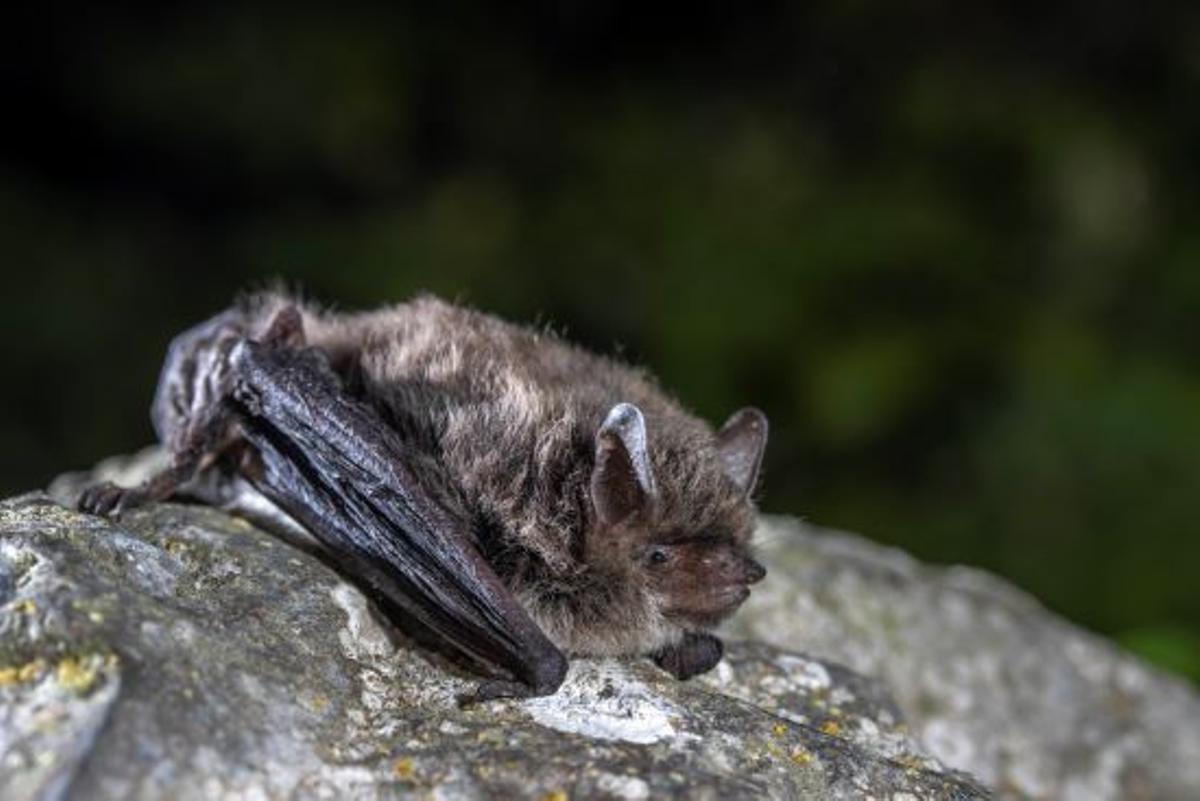 Murciélago ratero bigotudo petit