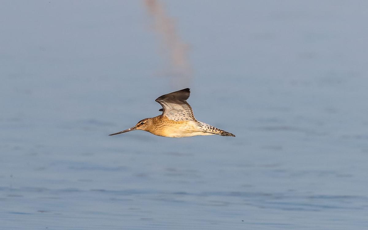 Aguja colipinta en plein vuelo