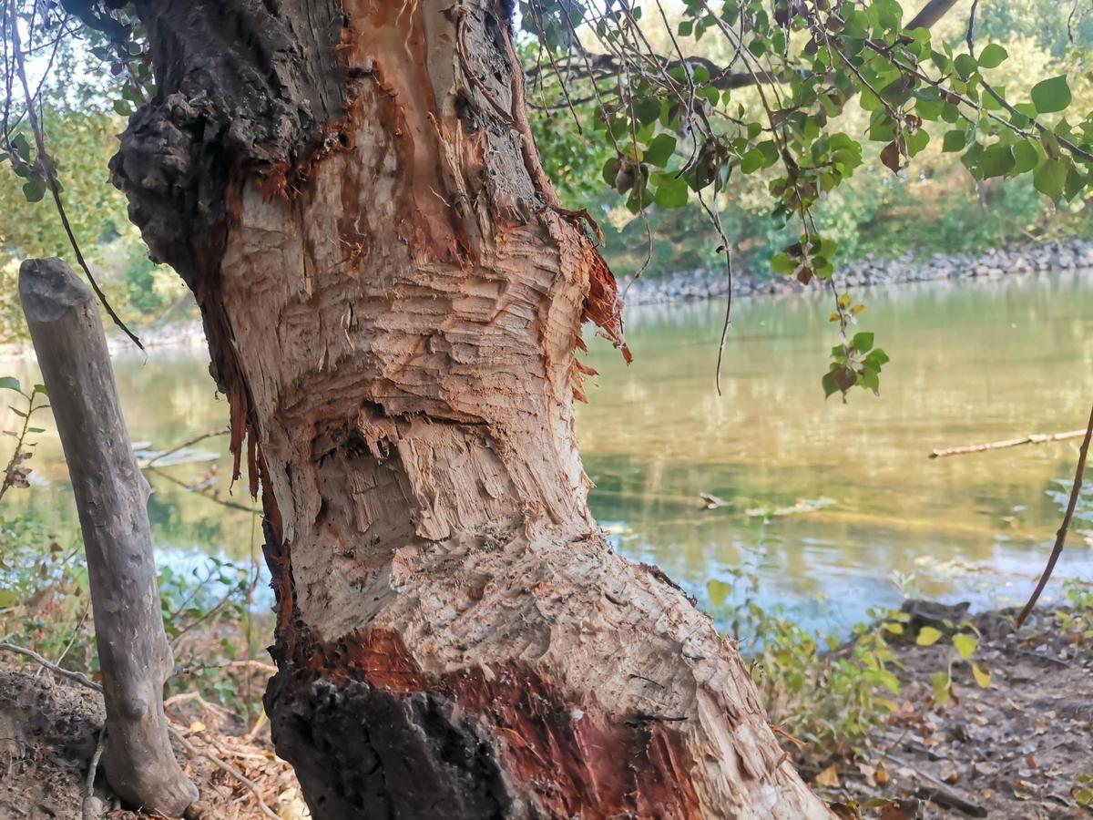 Tronco Raido por Castores près de Mequinenza