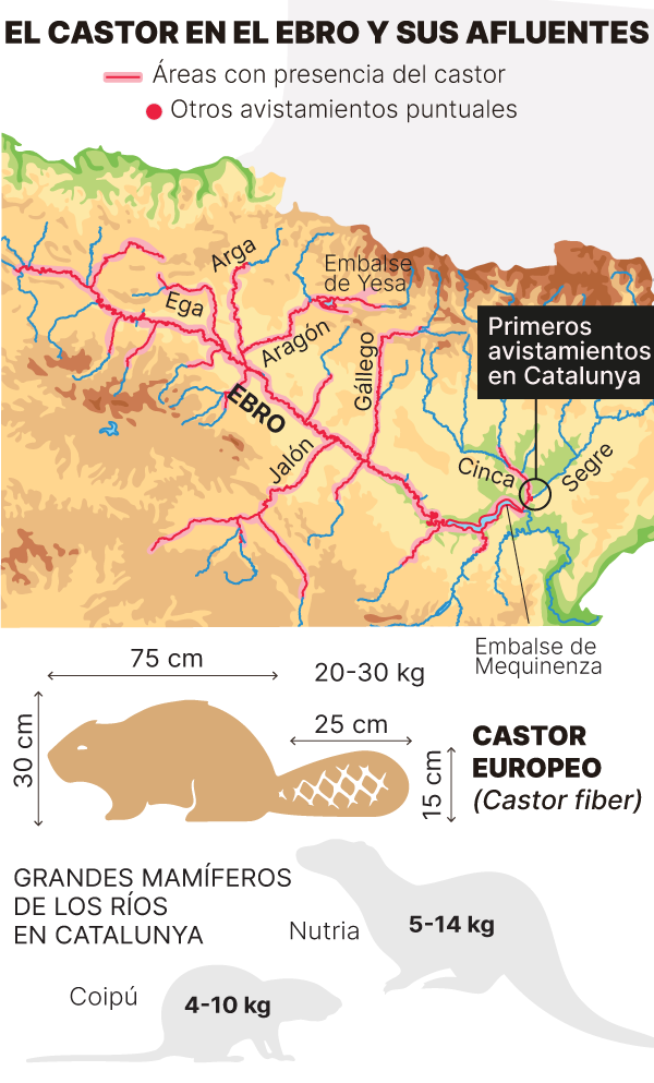 Mapa de la presencia de castores en el río Ebro y sus afluentes. Últimos avistamientos en el Segre en Catalunya