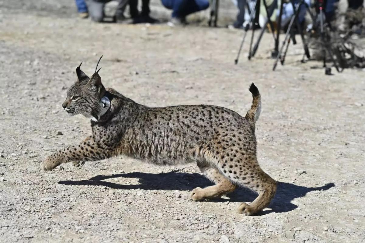 Un des liens libérés