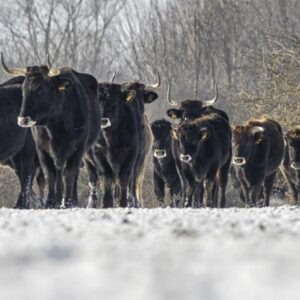 Lynx, castors et aurochs reviennent dans les Hautes Terres