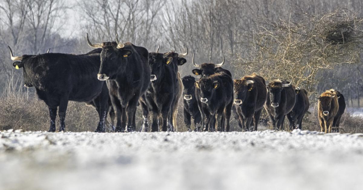 Lynx, castors et aurochs reviennent dans les Hautes Terres