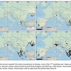 MANTE GIGANTES | Llegan a España las 'mantis' gigantes, capables de dévorer des lagartijas et des ranas
