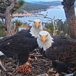 Le cofondateur d'Open AI dépense 5,5 millions de dollars pour acheter un terrain près du nid d'aigle de Big Bear