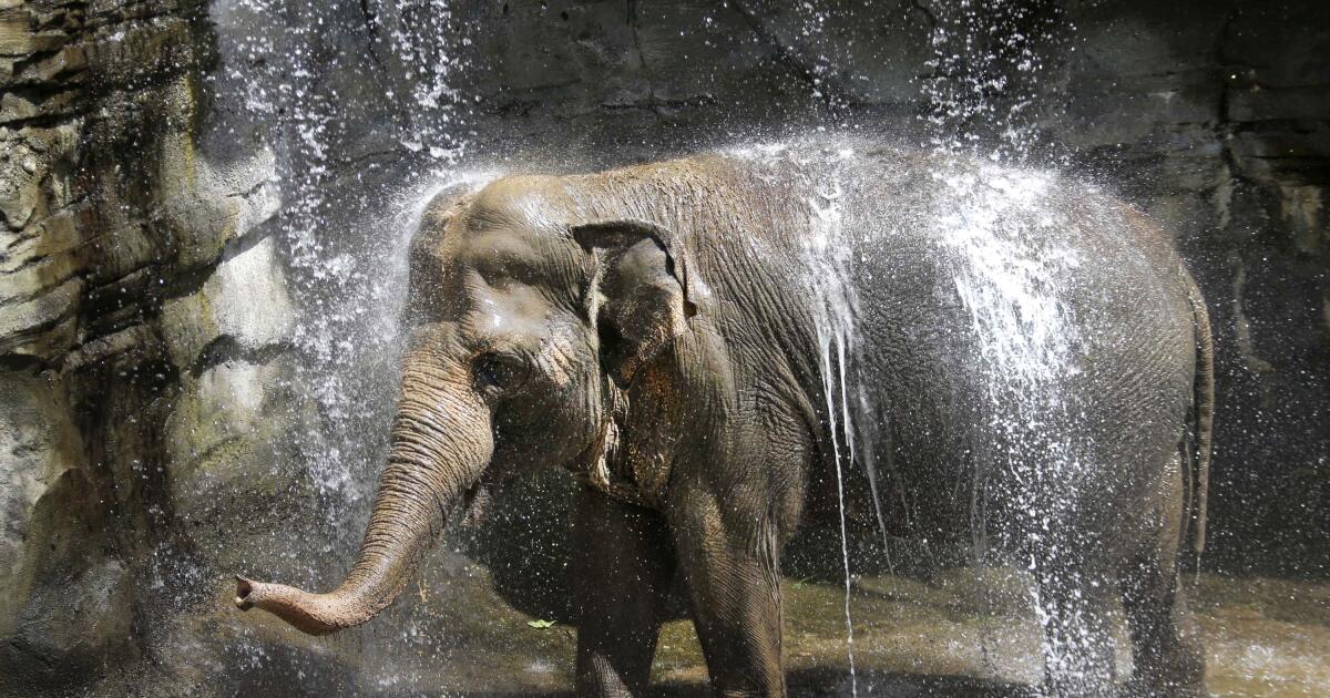 Tina, ancienne éléphante du zoo de Los Angeles, tombe malade ; Samuel L. Jackson et des militants demandent refuge